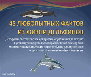 Бесплатно скачать презентацию для школы - 43 любопытных факта из жизни дельфинов