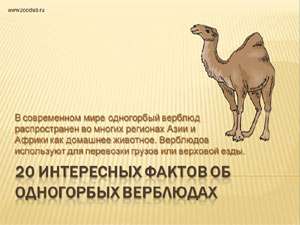 Бесплатно скачать презентацию 20 интересных фактов про двугорбых верблюдов