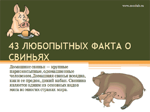Бесплатно скачать презентацию 43 любопытных факта о свиньях