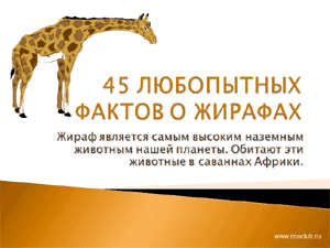 Скачать презентацию для школы 45 любопытных фактов о жирафах