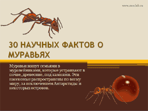 Бесплатно скачать презентацию 30 научных фактов о муравьях
