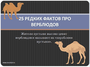 Презентация для школы - 25 редких фактов про верблюдов