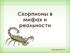 Бесплатно скачать презентацию Скорпионы в мифах и реальности