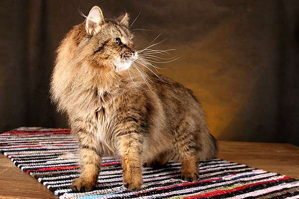 Сибирский кот, фото фотография домашние кошки