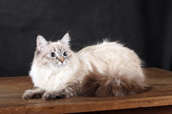 Сибирская кошка, фото фотография картинка