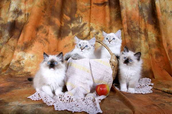 Котята сибирской кошки, фото фотография картинка