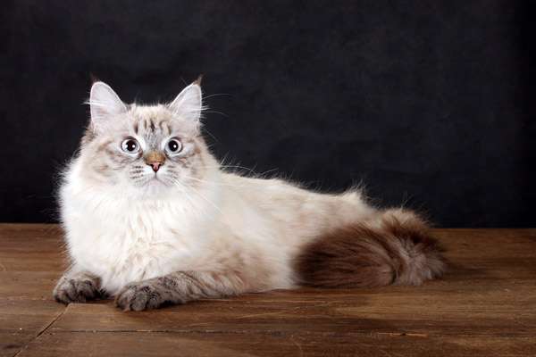Сибирская кошка, фото фотография картинка