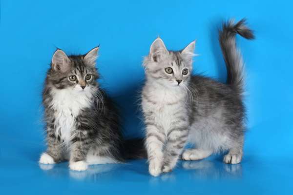 Сибирские котята, фото фотография болезни кошек