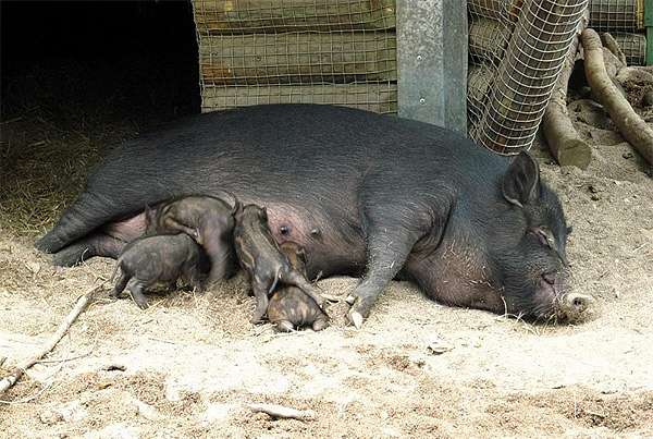 Карликовая свинья - свиноматка с поросятами, фото фотография картинка