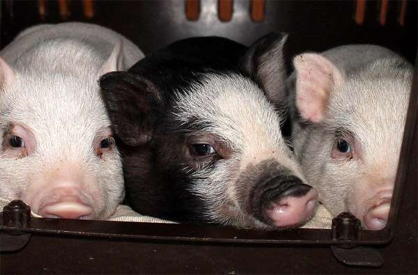 Поросята - минипиги, фото фотография карликовые свиньи