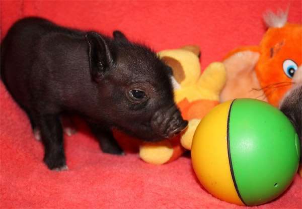 Черный поросенок карликовой свиньи, фото фотография картинка