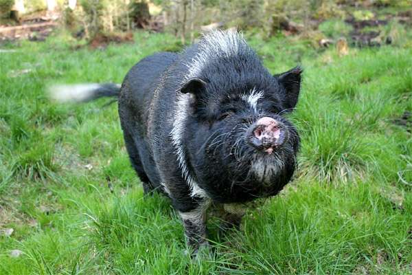 Карликовая свинья (мини-пиг) гуляет по траве, фото фотография картинка