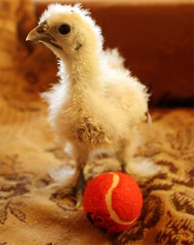 Цыпленок домашней курицы с мячом, фото фотография птицы