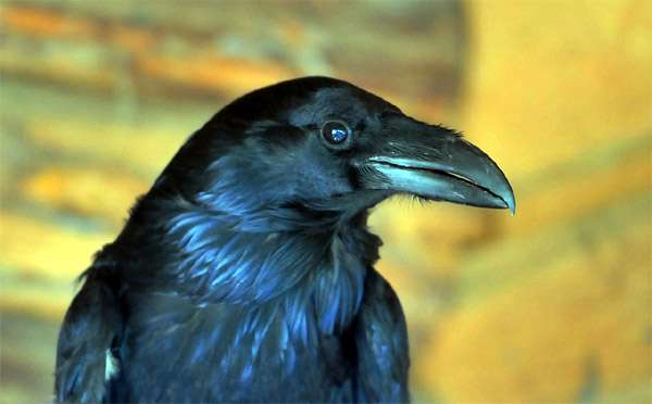 Ворон (Corvus corax), фото фотография картинка птицы