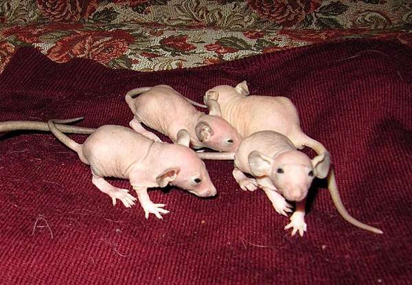 Голые крысята, фото фотография грызуны