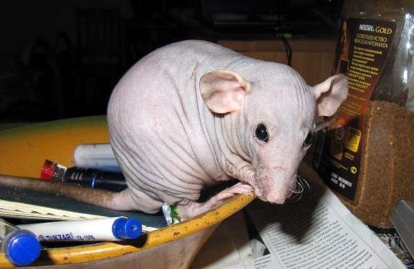 Голая, или лысая крыса, фото фотография грызуны