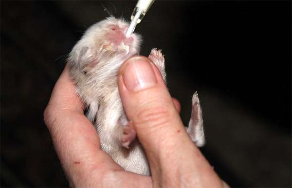 Кормление новорожденного крольчонка из шприца, фото фотография картинка