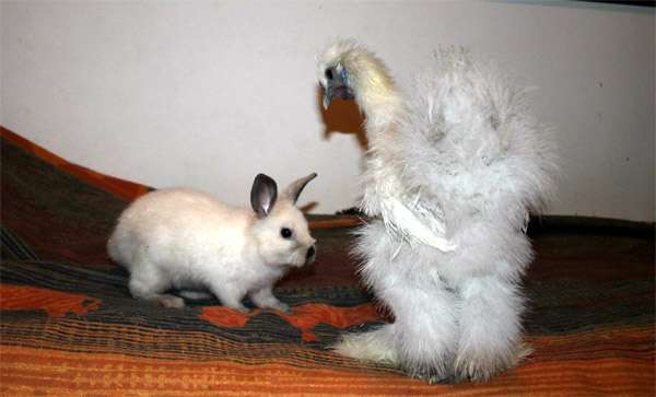 Крольчонок и цыпленок китайской шелковой курицы, фото фотография картинка