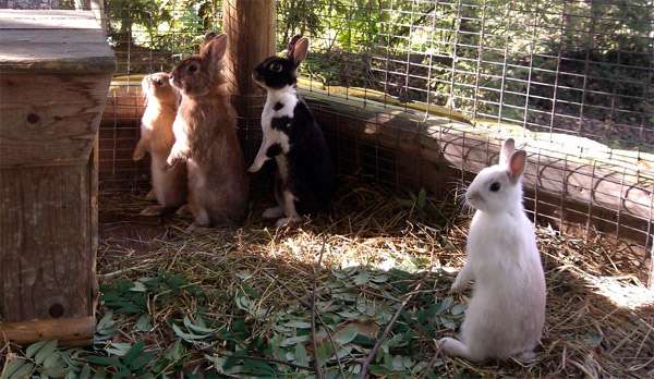 Кролики - сурикаты, фото фотография картинка