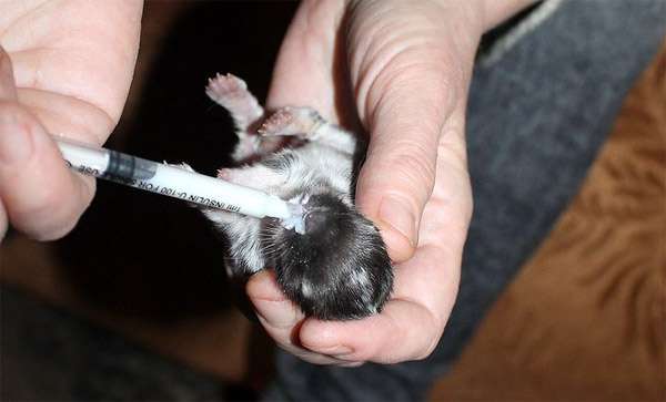 Выкармливанием крольчонка с пипетки, фото фотография