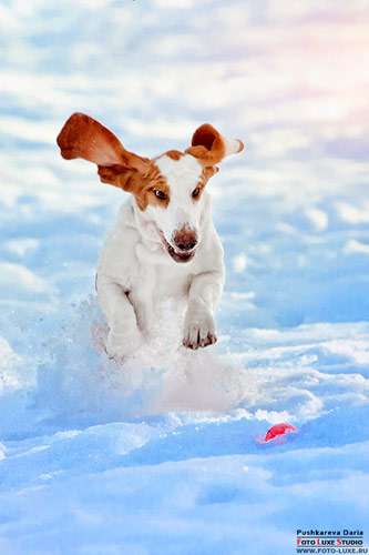Бассет хаунд бежит по снегу, фото фотография картинка собаки