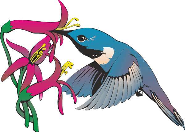 Колибри пьет нектар из цветка, рисунок картинка изображение