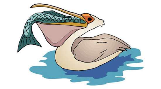 Пеликан заглатывает рыбу, рисунок картинка клипарт