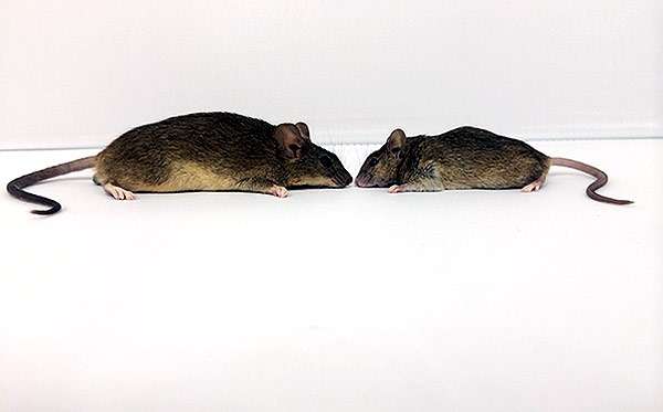 Мыши: слева - с острова Гоф, справа - обычная мышь, фото фотография