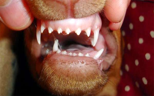 Молочные зубы, зубы щенка, фото фотография