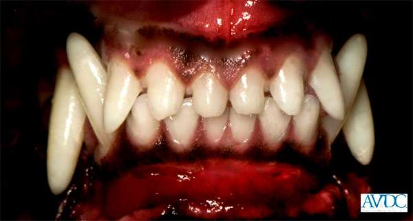 Зубы взрослой собаки, фото фотография картинка