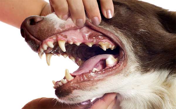 Зубы собаки, фото фотография
