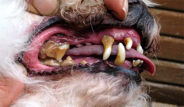 Зубы старой собаки, больные зубы, фото фотография