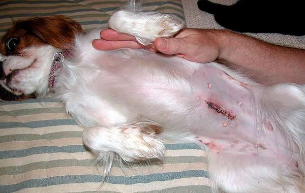 Собака после операции по удалению пупочной грыжи, фото фотография