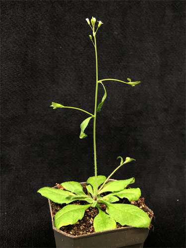 Резуховидка (Arabidopsis), фото фотография растения