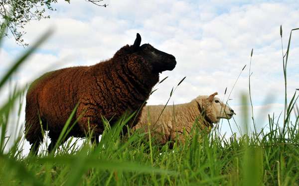 Овцы на пастбище, фото фотография картинка