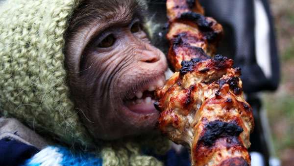 Обезьянка ест шашлык, фото фотография приматы