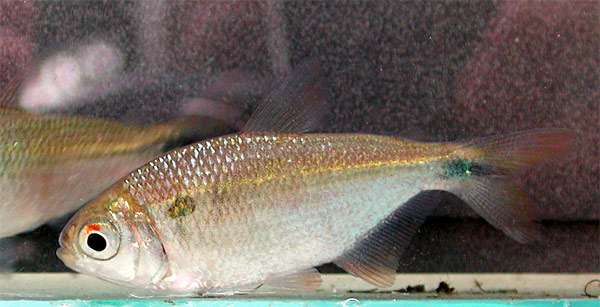 Астианакс двухпятнистый (Astyanax bimaculatus), фото фотография рыбы