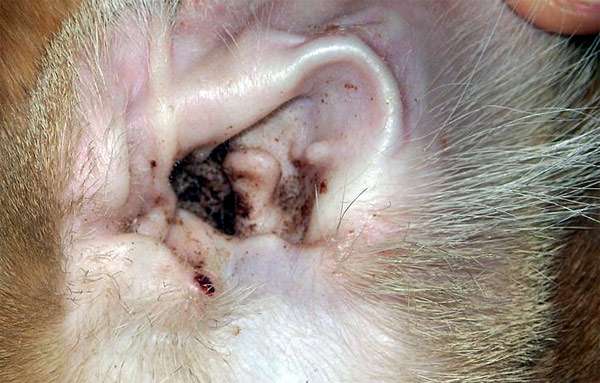 Собачье ухо пораженное ушными клещами (отодектозом), фото фотография болезни собак