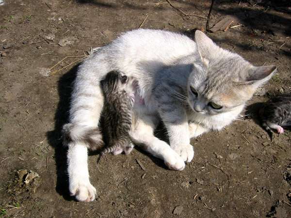Кошка кормит котенка, котёнок сосёт маму-кошку, фото фотография картинка