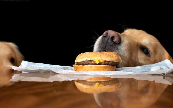 Пес ворует со стола гамбургер, фото фотография собаки