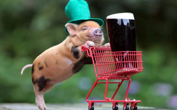 Мини-пиг (карликовая свинья) с пивом, фото фотография картинка