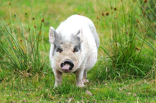 Минипиг глуяет по траве, фото фотография свиньи