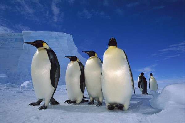Императорские пингвины на льдине, фото фотография птицы