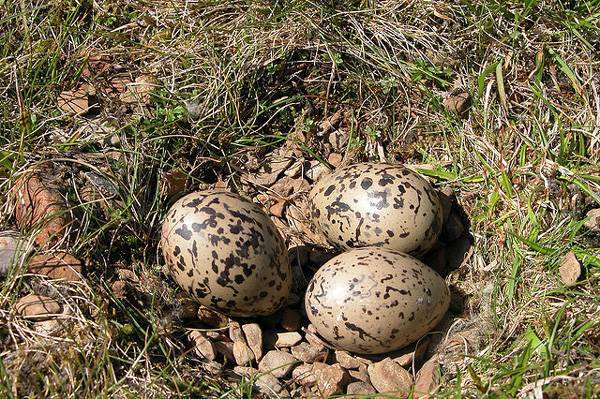 Кулик-сорока (Haematopus ostralegus) кладка яиц, фото ржанки птицы фотография