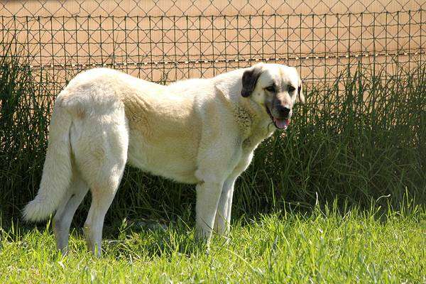Анатолийский карабаш, анатолийская пастушья собака, фото породы собак фотография