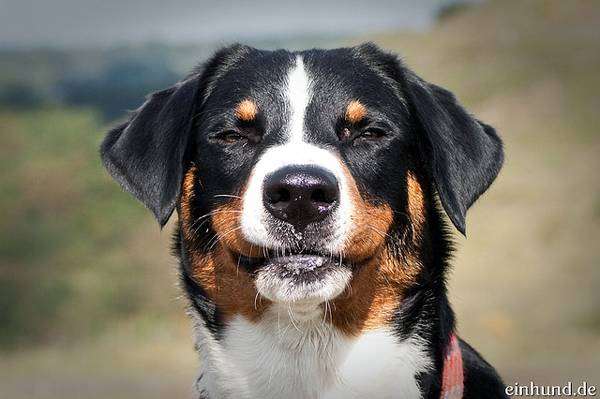 Аппенцеллер, фото породы собак фотография