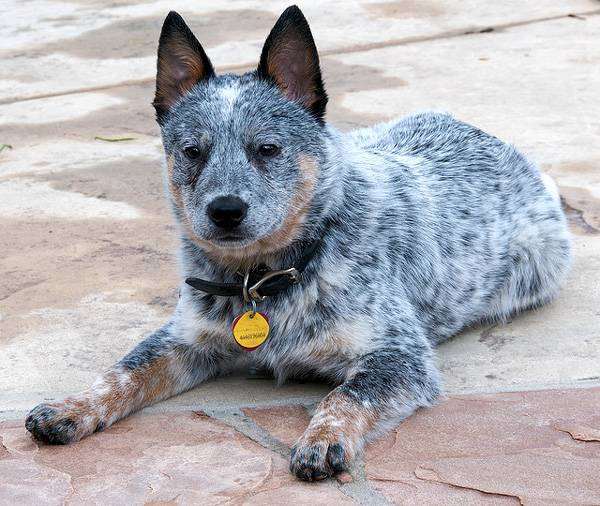 Австралийский хилер (австралийская пастушья собака) щенок, фото породы собак фотография