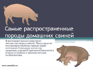 Бесплатно скачать презентацию Самые распространенные породы домашних свиней