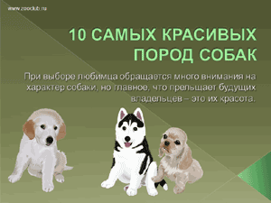 Скачать презентацию для школы 10 самых красивых пород собак