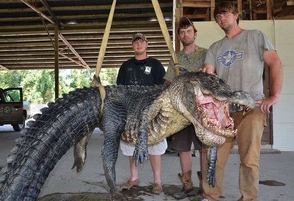 В США поймали аллигатора весом 330 кг